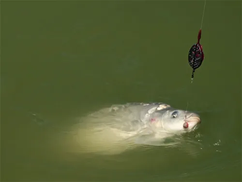 4-Method-feeder-Delphin-Method-QUIX