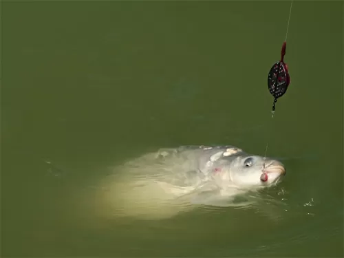 Method feeder Delphin Method QUIX-1